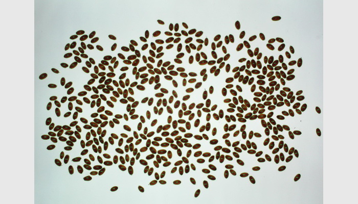 SC-A自動考種及千粒重儀,考種儀,自動考種儀,自動考種分析儀