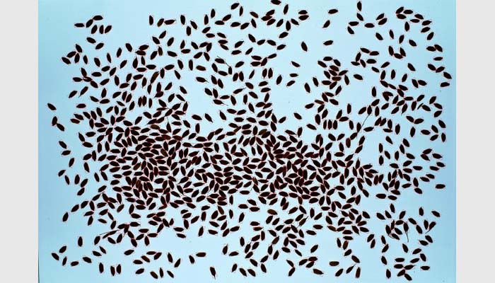 SC-G自動種子考種分析及千粒重儀,考種儀,自動考種儀,自動考種分析儀