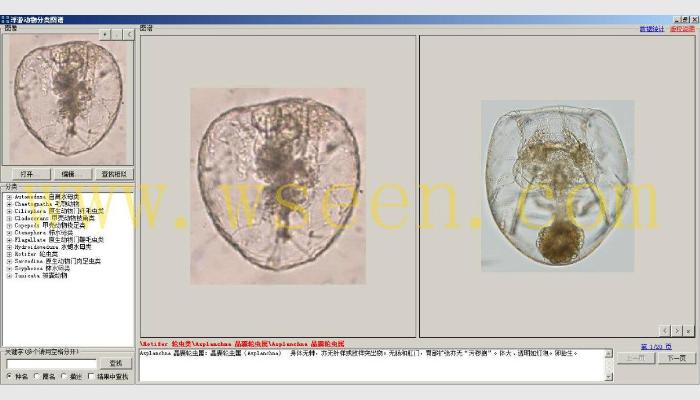 AlgaeC浮游生物計數分析智能鑒定系統(浮游動物鑒定模塊)