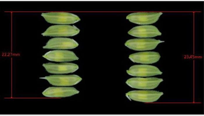 SC-G自動種子考種分析及千粒重儀,考種儀,自動考種儀,自動考種分析儀