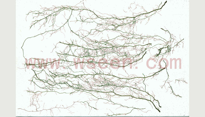 LA-S植物圖像分析儀系統（根系+葉面積分析組合版）大幅面款,根系分析儀,葉面積儀